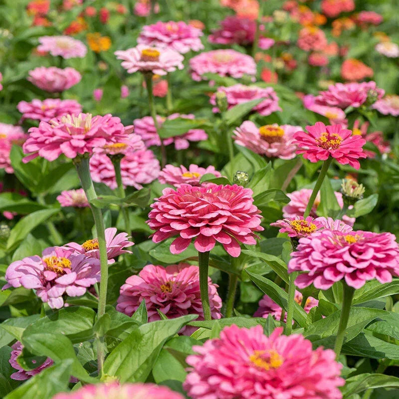 Illumination Zinnia Seeds - 100+ Pack, Vibrant Blooms, Zinnia elegans, Garden Planting, Butterfly Attracting, USA Grown