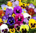 Pansy Mix Seeds - Viola tricolor var. hortensis, Non-GMO, Edible Ground Cover, Pollinator Attracting, 200 Seeds