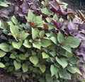 Korean Perilla Seeds - 500+ Shiso Herb Seeds, Edible Perilla frutescens, Culinary Herb for Gardening, Full Sun, Indoor & Outdoor