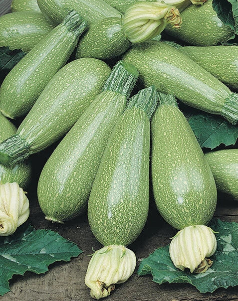Grey Zucchini Summer Squash Seeds – Cucurbita pepo, 15 Pack, Vegetable Seeds for Home Garden, Non-GMO, Full Sun, Easy to Grow