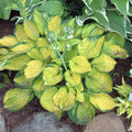 Hosta Rainforest Sunrise Perennial in 5.25" Pot - Shade Tolerant, Variegated Foliage, Deer Resistant, Pollinator Attractant