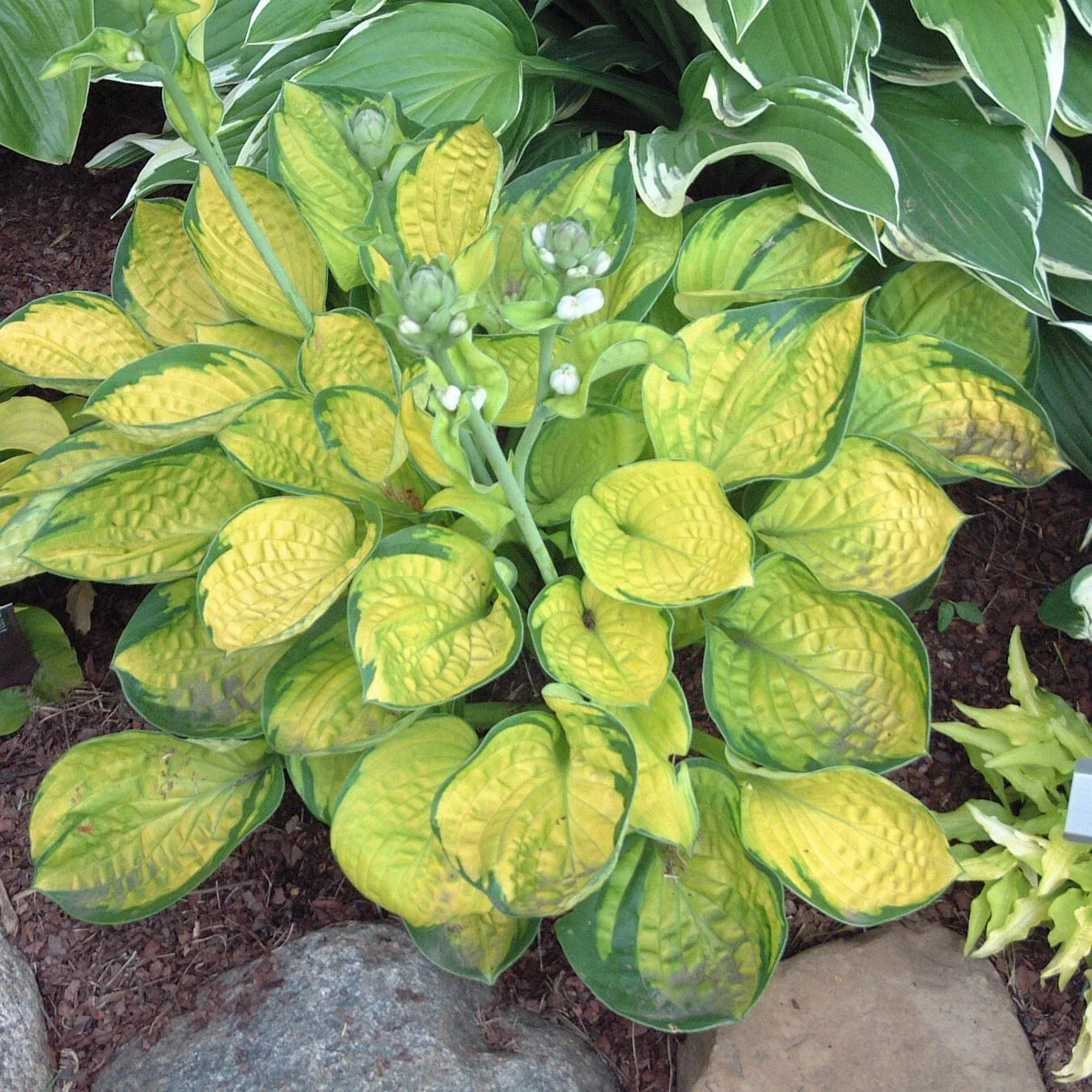 Hosta Rainforest Sunrise Perennial in 5.25" Pot - Shade Tolerant, Variegated Foliage, Deer Resistant, Pollinator Attractant