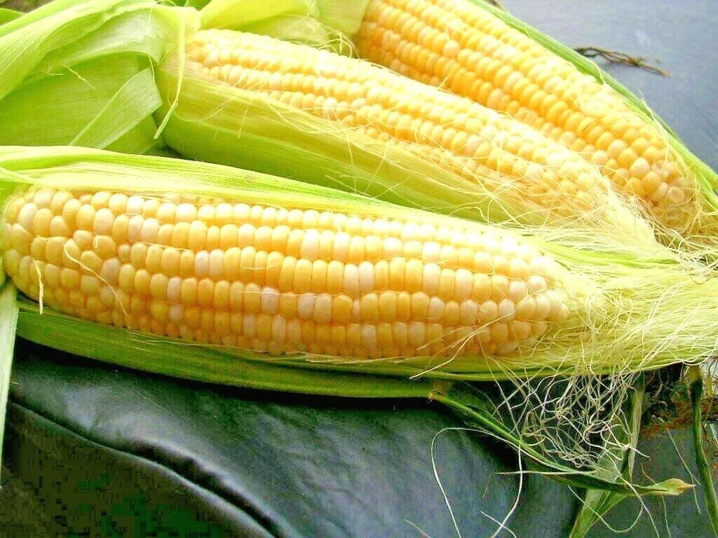 Peaches & Cream Sweet Corn Seeds - Bi-Color Hybrid, Extra Sweet, 85 Days, Zea Mays, 50+ Seeds for Home Garden & Farming