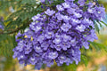 Blue Jacaranda Tree Seeds - 50 Pack, Jacaranda mimosifolia, Flowering Ornamental Tree for Garden, Full Sun, Well-Draining Soil