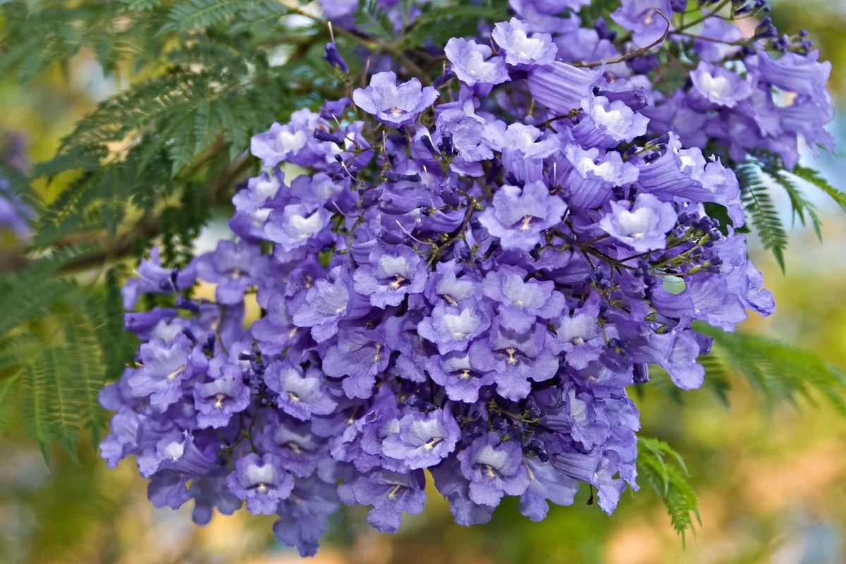 Blue Jacaranda Tree Seeds - 50 Pack, Jacaranda mimosifolia, Flowering Ornamental Tree for Garden, Full Sun, Well-Draining Soil