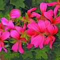 Geranium Cascade Pink Pelargonium Cuttings - 3 Live Unrooted 6" Plants