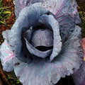 Red Acre Heirloom Cabbage Seeds – Non-GMO Brassica oleracea, Compact Heads, 100 Seeds for Home Garden, Easy to Grow