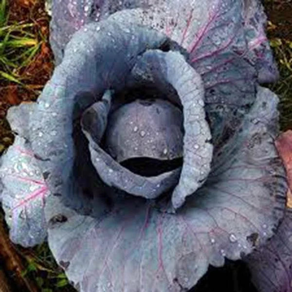 Red Acre Heirloom Cabbage Seeds – Non-GMO Brassica oleracea, Compact Heads, 100 Seeds for Home Garden, Easy to Grow