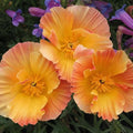 California Thai Silk Apricot Poppy Seeds - 200+ Pack, Eschscholzia californica, Vibrant Apricot Flowers, Garden Seeds, USA Grown