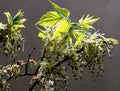 Boxelder Maple Tree Seeds - Acer negundo - 30 Seeds for Planting, Native Deciduous Tree, Fast-Growing Shade Tree, Urban Landscaping