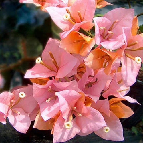 Bougainvillea Starter Plant | Hugh Evans Variety | Well Rooted | Tropical Ornamental Foliage | Bougainvillea glabra