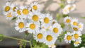 Chamomile Seeds 500 Count - Organic Matricaria chamomilla for Herbal Tea & Garden, Compact Bushy Plant