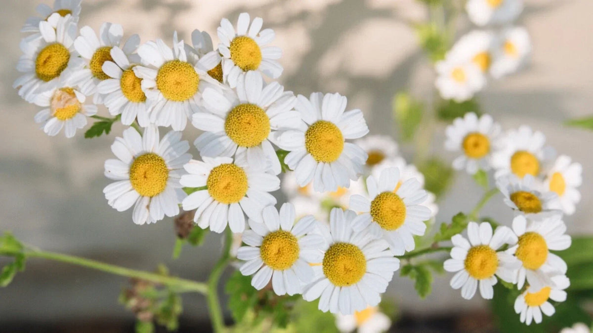 Chamomile Seeds 500 Count - Organic Matricaria chamomilla for Herbal Tea & Garden, Compact Bushy Plant
