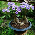 Rare Purple Desert Rose Seeds - Adenium obesum - 5 Pack for Garden, Indoor & Outdoor Decor, Easy to Grow, Vibrant Blooms