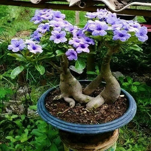 Rare Purple Desert Rose Seeds - Adenium obesum - 5 Pack for Garden, Indoor & Outdoor Decor, Easy to Grow, Vibrant Blooms