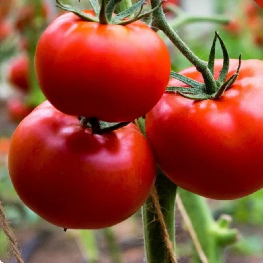 Ace 55 Tomato Seeds Heirloom Non-GMO Pack of 500 Solanum lycopersicum for Home Gardens