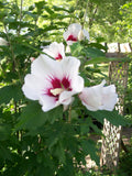 Rose of Sharon Plant Cuttings 10-Pack Unrooted Hibiscus syriacus White Purple Mix Hardy Zones 5-9