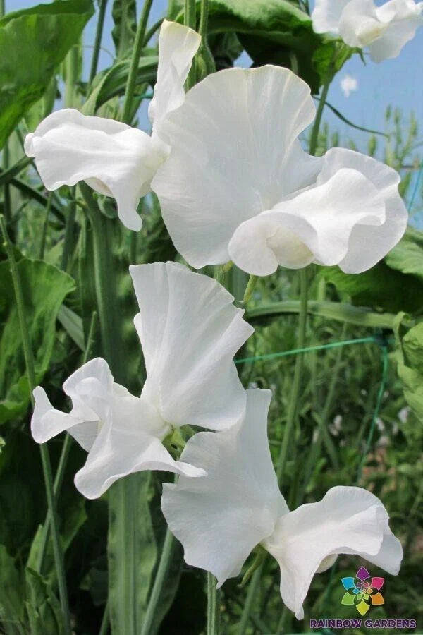 White Frills Sweet Pea Seeds - 50+ Pack, Lathyrus odoratus, Frilled White Flower, Garden Planting, Climbing Vine, USA