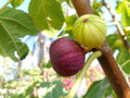 Martinenca Rimada Fig Tree Cuttings – Purple Striped Variegated Figs – Ficus carica – 2 Plant Cuttings