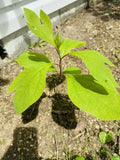 Organic Sassafras Tree Bare Root 10 Pack - Deciduous Shade Tree Sassafras albidum for Landscaping