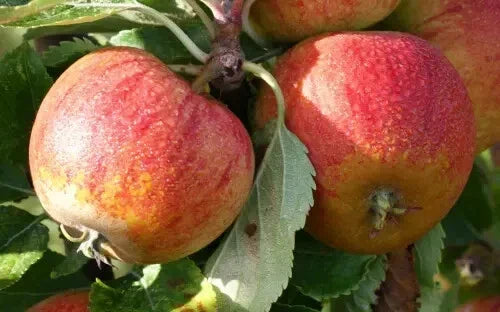 Cox's Orange Pippin Apple Seeds - Heirloom Malus domestica for Garden Planting, 25+ Seeds, Organic, Fruit Tree, USA