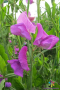 Mrs. Walter Wright Sweet Pea Seeds - 50+ Pack, Fragrant Climbing Vine, Lathyrus odoratus, Heirloom, Non-GMO, Garden Flowers