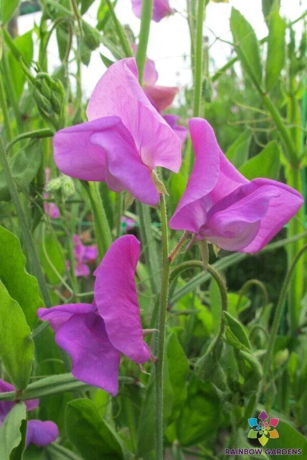 Mrs. Walter Wright Sweet Pea Seeds - 50+ Pack, Fragrant Climbing Vine, Lathyrus odoratus, Heirloom, Non-GMO, Garden Flowers