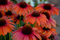 Orange You Awesome Coneflower Seeds - Echinacea purpurea - Vibrant Orange Perennial Flowers for Garden, Borders, and Pollinators
