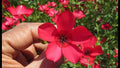 Scarlet Flax Seeds - 200+ Fresh Linum grandiflorum Annual Flower for Borders, Wildflower Gardens, Bees & Butterflies