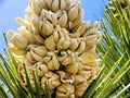 Yucca Palm Tree Seeds 10 Pack - Joshua Tree, Drought-Resistant Yucca brevifolia for Planting
