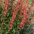 Penstemon Seed Packet - Eaton's Red Hummingbird Beardtongue - Perennial Flowering Plant - Penstemon eatonii