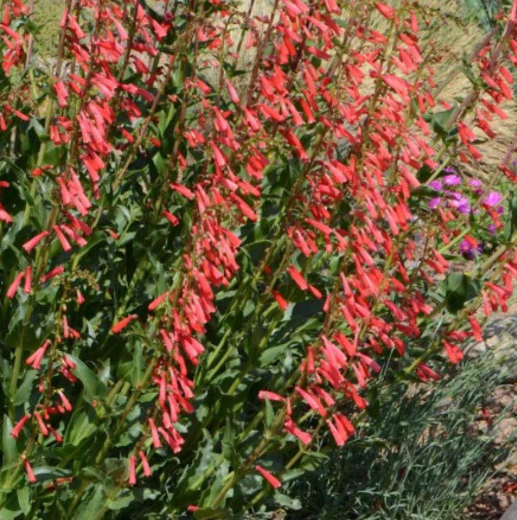 Penstemon Seed Packet - Eaton's Red Hummingbird Beardtongue - Perennial Flowering Plant - Penstemon eatonii