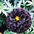 Hybrid Black Marigold Seeds - 25+ Count, Tagetes erecta, Garden Planting, Easy Grow, Pollinator Attracting, USA Grown