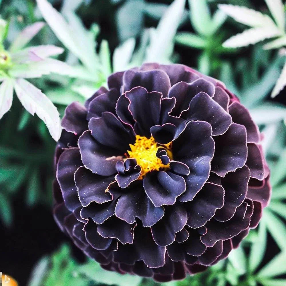 Hybrid Black Marigold Seeds - 25+ Count, Tagetes erecta, Garden Planting, Easy Grow, Pollinator Attracting, USA Grown