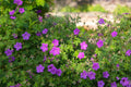 5 Cranesbill Wild Geranium Bare Roots Organic Geranium maculatum Perennial Wildflower Pack of 5