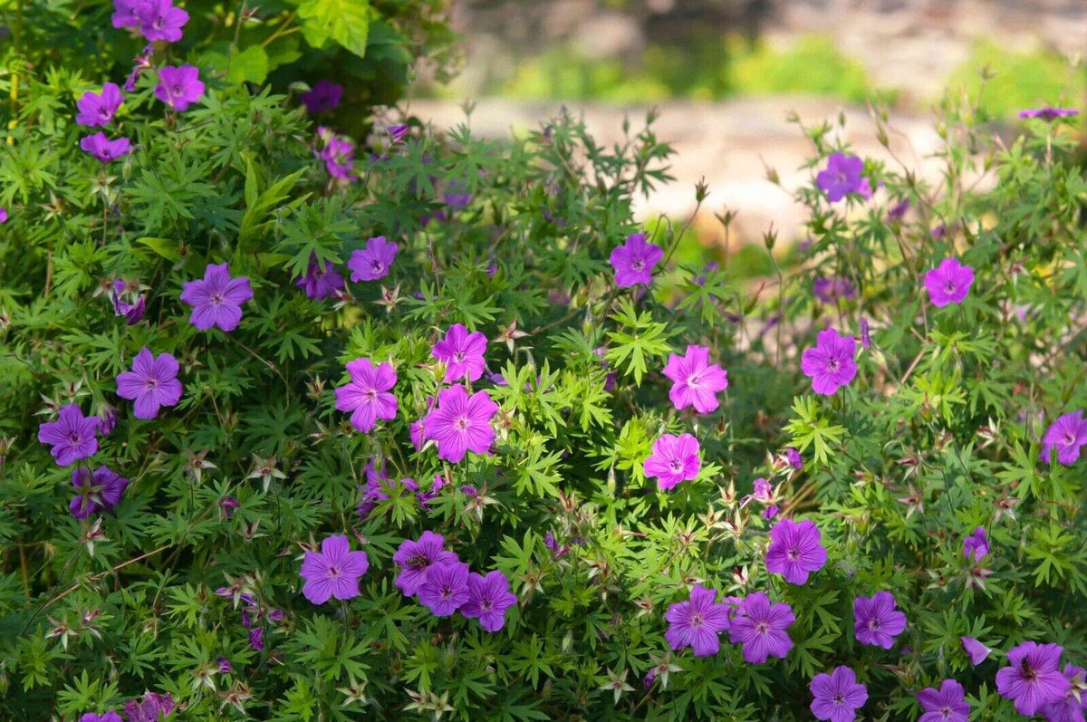 5 Cranesbill Wild Geranium Bare Roots Organic Geranium maculatum Perennial Wildflower Pack of 5