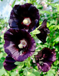 Giant Black Hollyhock Seeds 51 Pack - Hardy Perennial Alcea rosea for Borders & Garden Beds