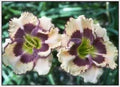 Daylily Plant - Potted Artisan's Touch Reblooms Peach Purple - Hemerocallis spp.