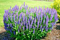Blue Sage Flower Seeds - 300+ Perennial Wildflower Seeds for Garden or Container - Salvia azurea
