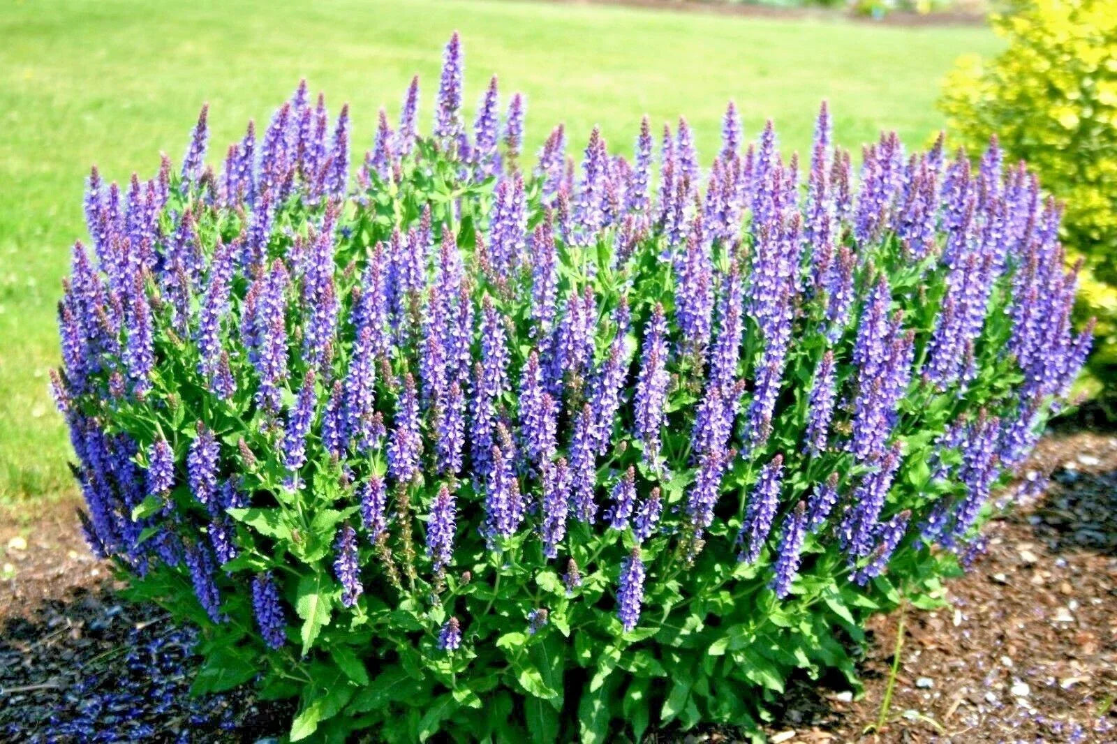 Blue Sage Flower Seeds - 300+ Perennial Wildflower Seeds for Garden or Container - Salvia azurea