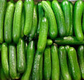 30 Alpha Cucumber Seeds - Persian Beit Alpha Variety, Cucumis sativus, Heirloom, Vining, Full Sun