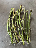 Rooted Sweet Potato Vines - 10 Cuttings for Planting - Ipomoea batatas - Vining, Ready-to-Plant, Garden, Container