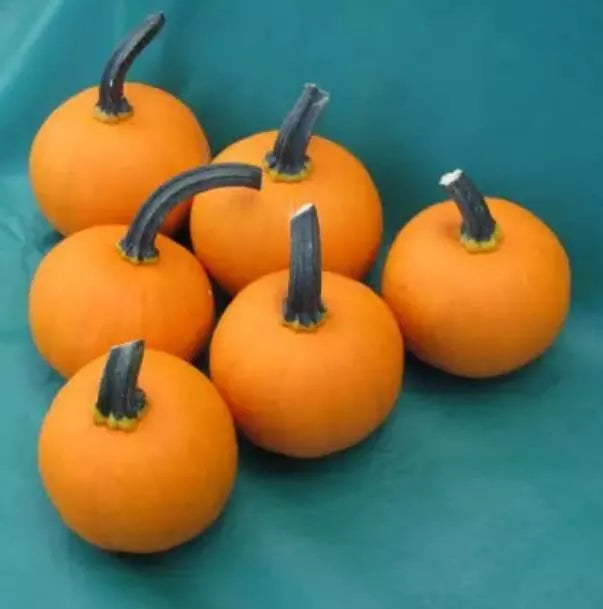 Kandy Korn Plus Mini Pumpkin Seeds for Planting - Cucurbita pepo, Compact Growth, Vibrant Orange, 10 Seeds