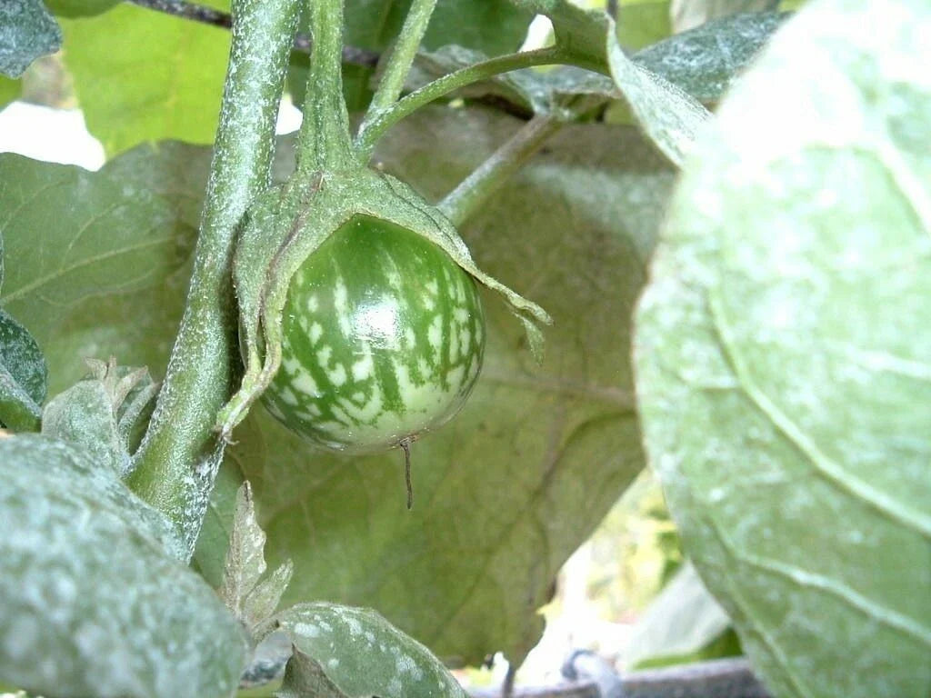 Kermit Eggplant Seeds - 20+ Pack, Round Thai Variety, Solanum melongena, Compact Bushy Plant