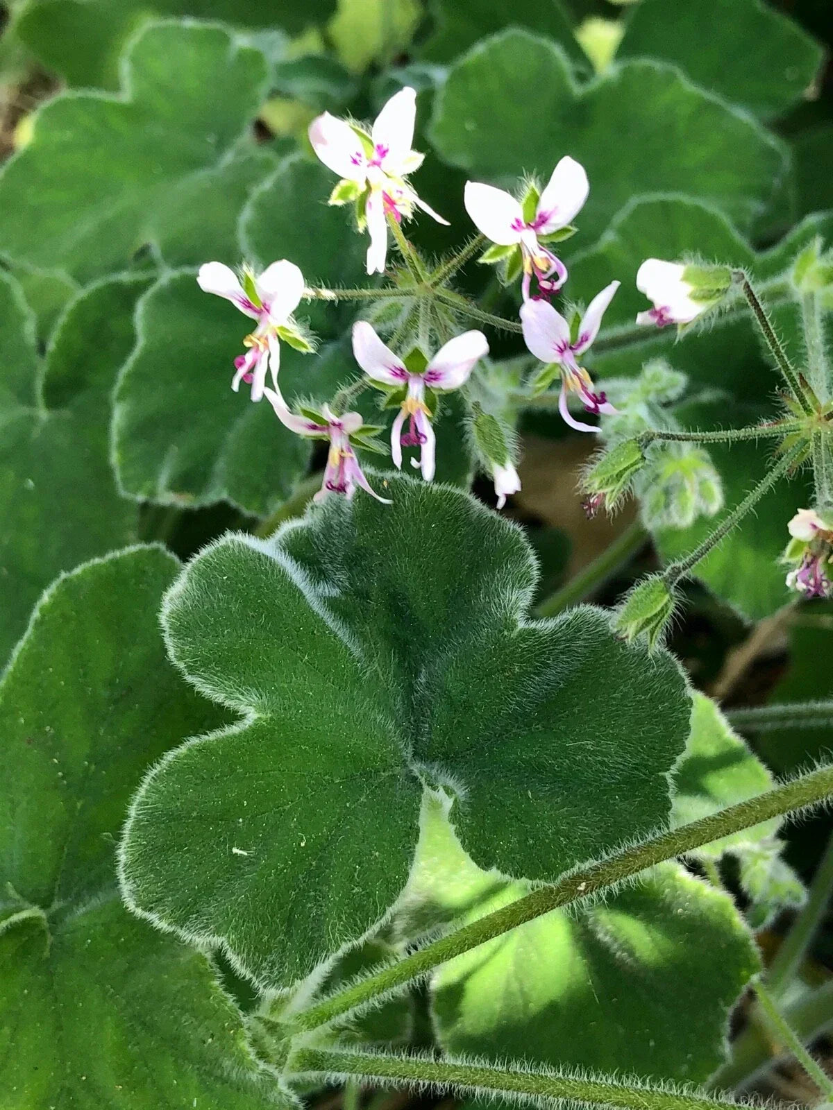 Fuzzy Mint Scented Pelargonium Geranium Live Plant Cuttings – Rare Unique Variety, 3 Pack