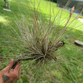 Tillandsia Bromeliad Air Plant Clumping Gray Bartramii - Pet Safe, Drought-Resistant, Indoor & Outdoor Epiphyte