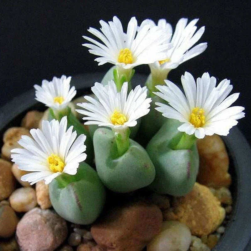 Mixed White Flower Lithops Seeds 100pcs Pack, Succulent Plants, Drought-Tolerant, Hardy Living Stones, Lithops spp.