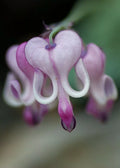 Bleeding Heart Seeds - 25 Purple White Perennial Flower Seeds - Lamprocapnos spectabilis for Shade Gardens
