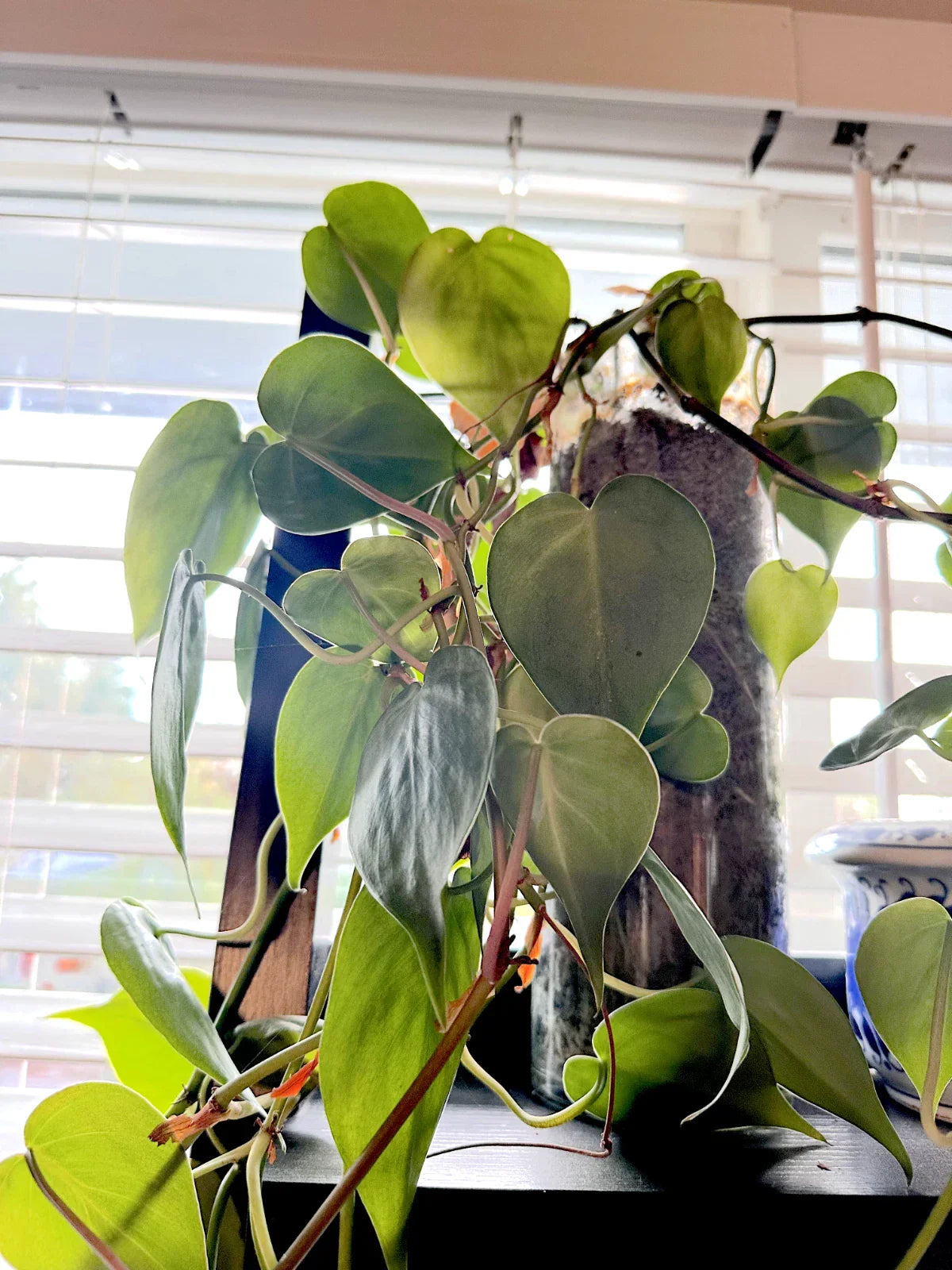 Heart Leaf Philodendron Cuttings - 10 Unrooted Live Plants - Philodendron hederaceum - Indoor Houseplant, Trailing, Easy Care