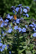 Chinese Forget-Me-Not Flower Seeds, 200+ Heirloom Non-GMO, Myosotis sylvatica, Blue Blooms, Easy to Grow, Attracts Pollinators, Free Shipping